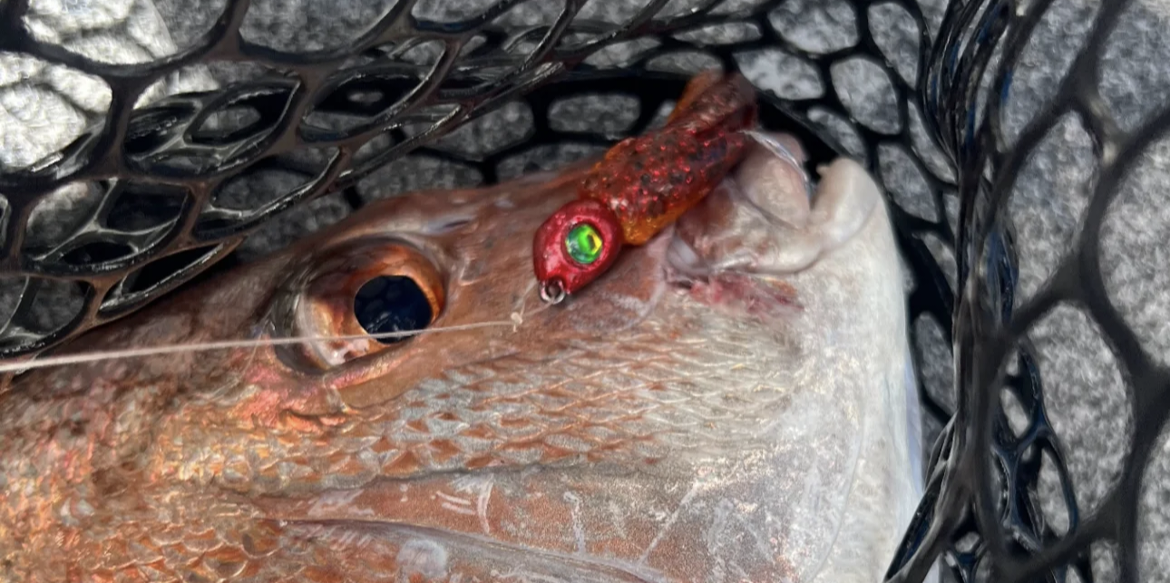 Snapper Caught on Ruby Slipper Nebula Jig Head